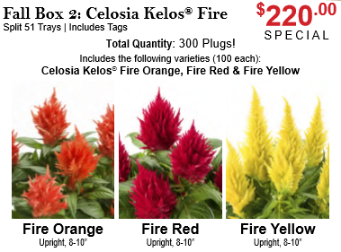 Fall Box 2: Celosia Kelos Fire - Fall Boxes